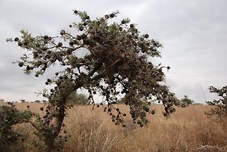 Thorns, Acacia Tree