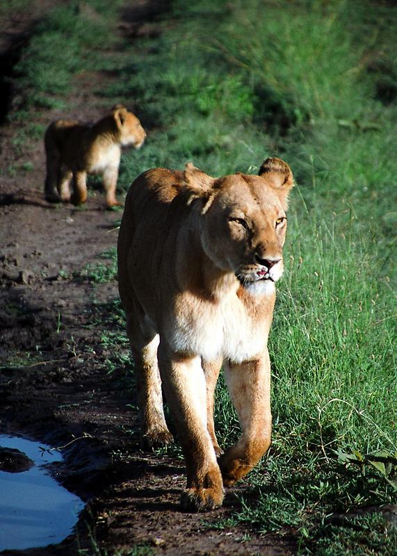 Lion Mother and Cub