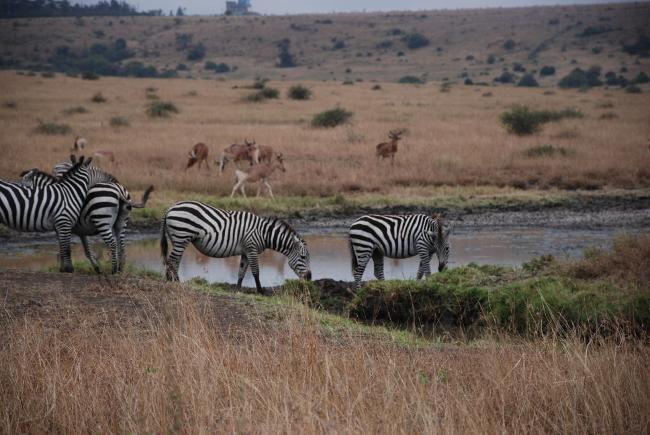 Zebra Herd (2)
