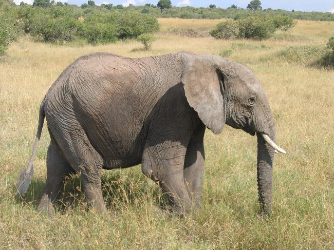 Elephant, Masai Mara National Reserve