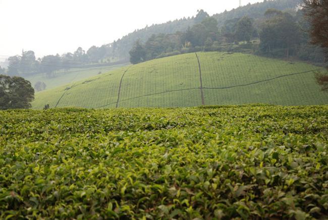 Kiambethu tea farm, Limuru
