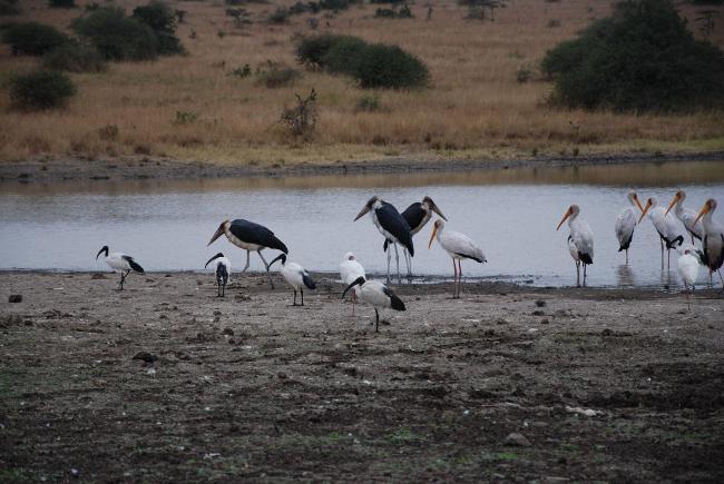 Ibis and Storks