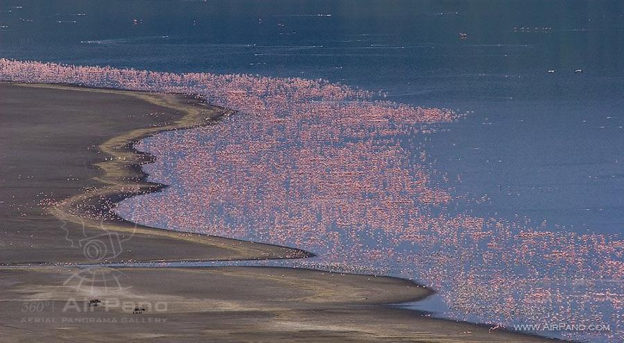 Flamingo, Kenia, Lake Bogoria