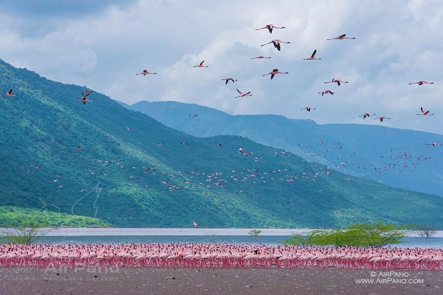 Flamingo, Kenia, Lake Bogoria