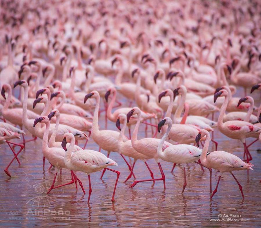 Flamingo, Kenia, Lake Bogoria
