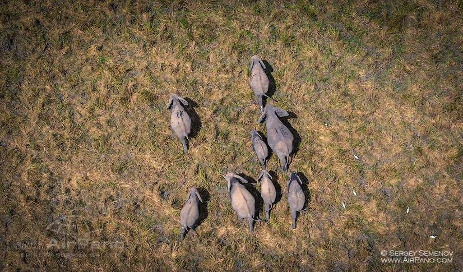 Elephants from the air