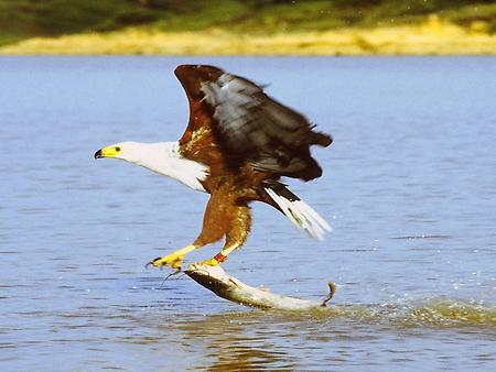 African Fish, Foto: source: Wikicommons unter CC 