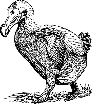 Dodo, Foto source: PixaBay 
