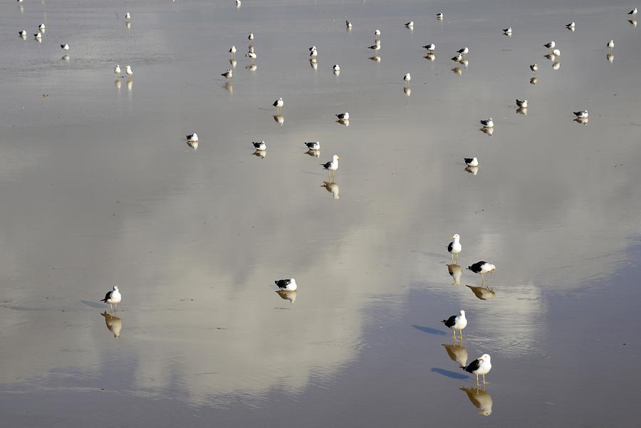 Essaouira - Seagulls