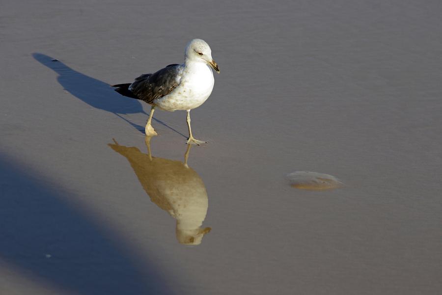 Essaouira - Seagull
