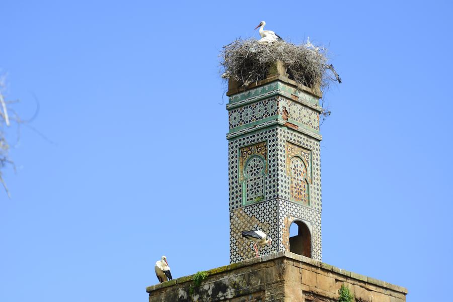 Rabat - Cellah; Stork