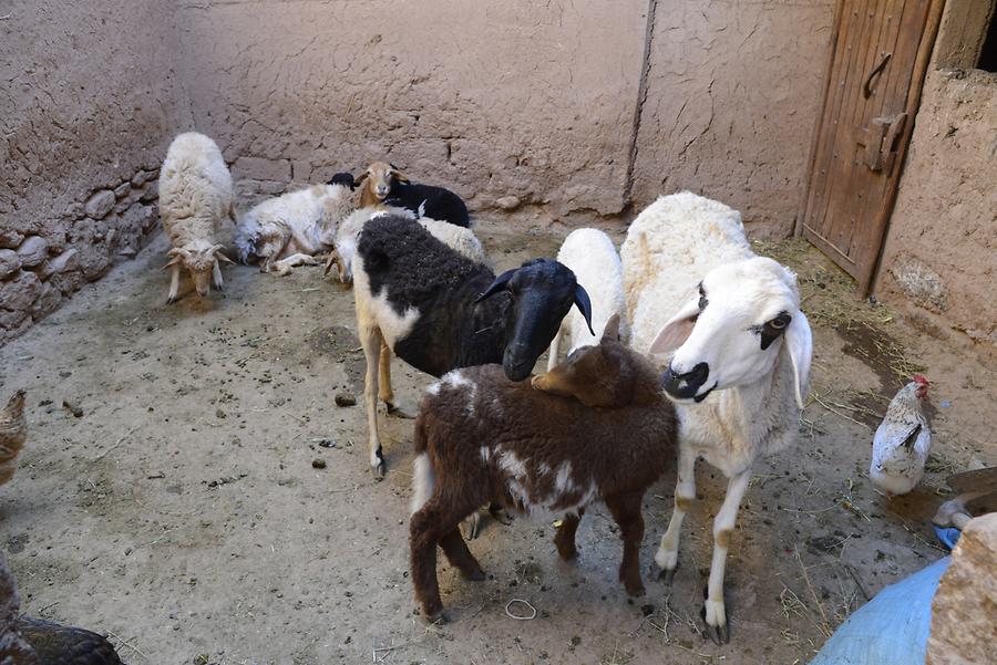 Aït Benhaddou - Goats