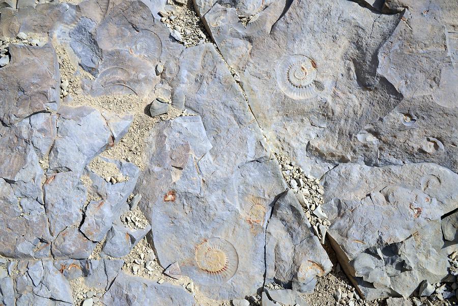 Dadès Valley - Fossils