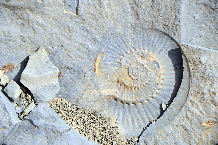 Dadès Valley - Fossils