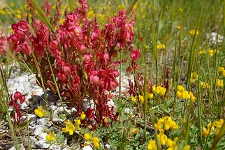 Anti-Atlas - Flower Meadow (4)