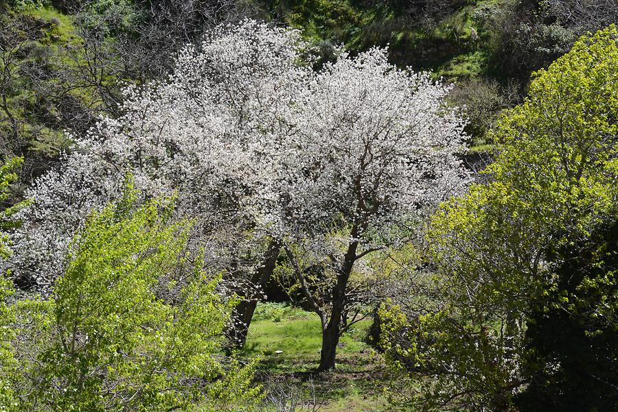 Ourika Valley - Apple Trees