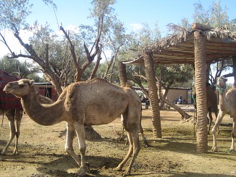 Camels in La Palmeraie, Photo: © K. Wasmeyer 2016