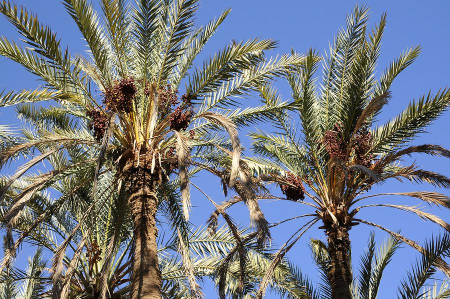 Draa - Date Palm