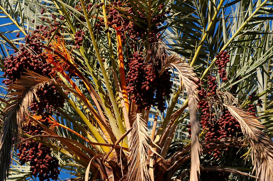 Draa - Date Palm; Dates