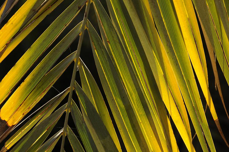 Draa - Date Palm