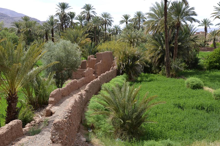 The Date Palm Oasis Tamnougalt