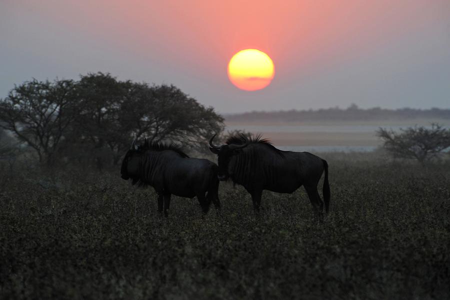 Etosha National Park Sunset