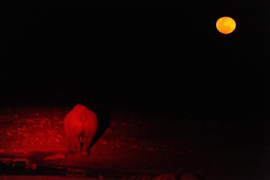Rhino Night Safari