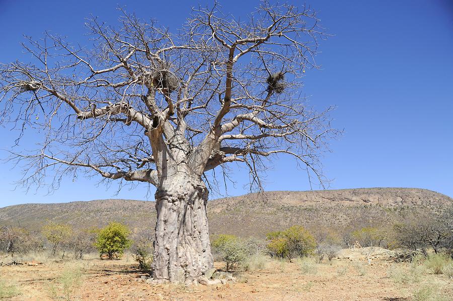 African Baobab
