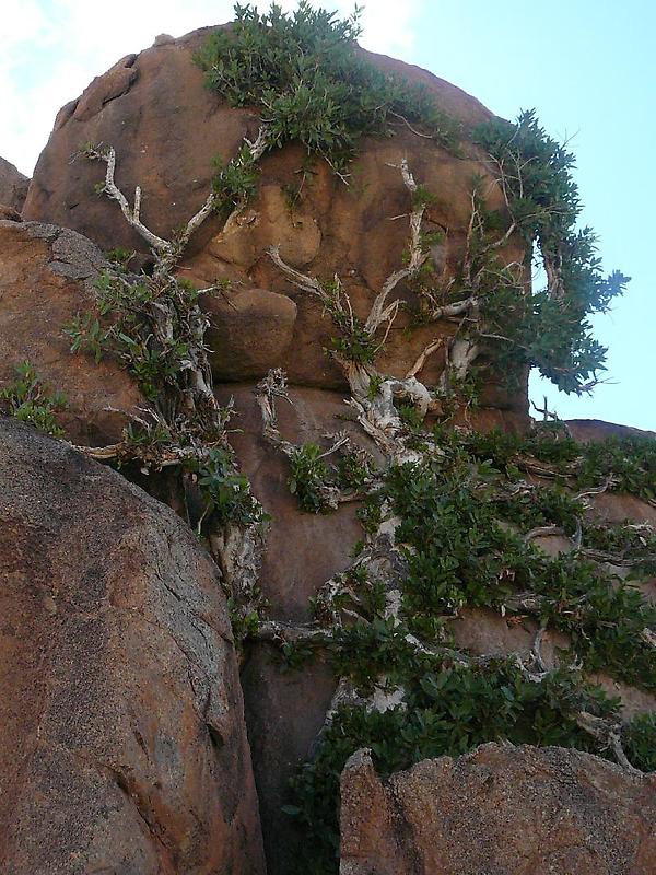 Climbing fig
