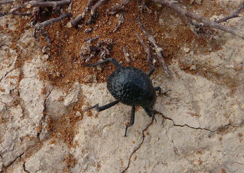 Desert beetle