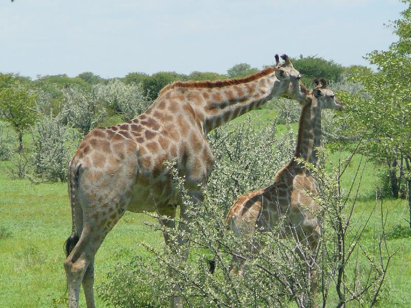 Giraffe with offspring