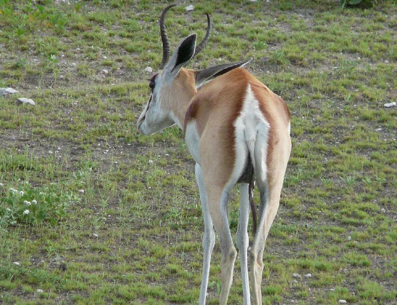 Impala or springbok