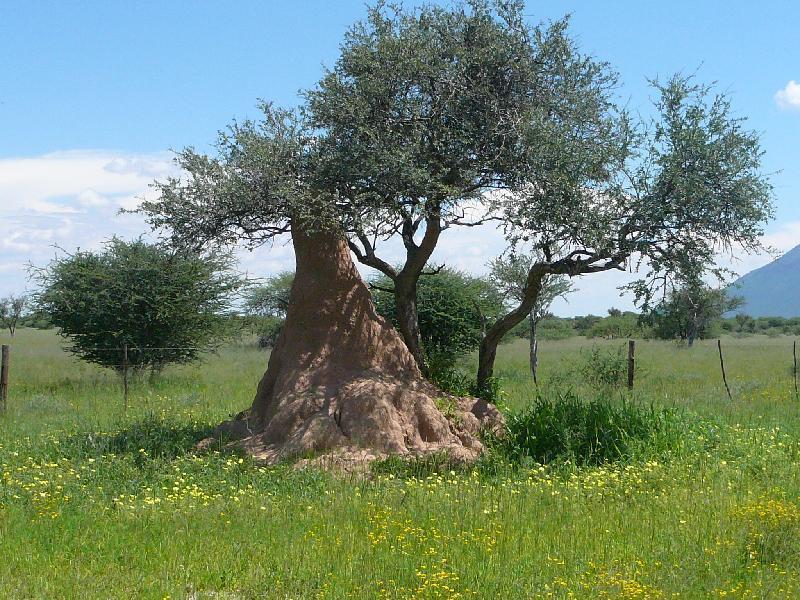 Termites nest