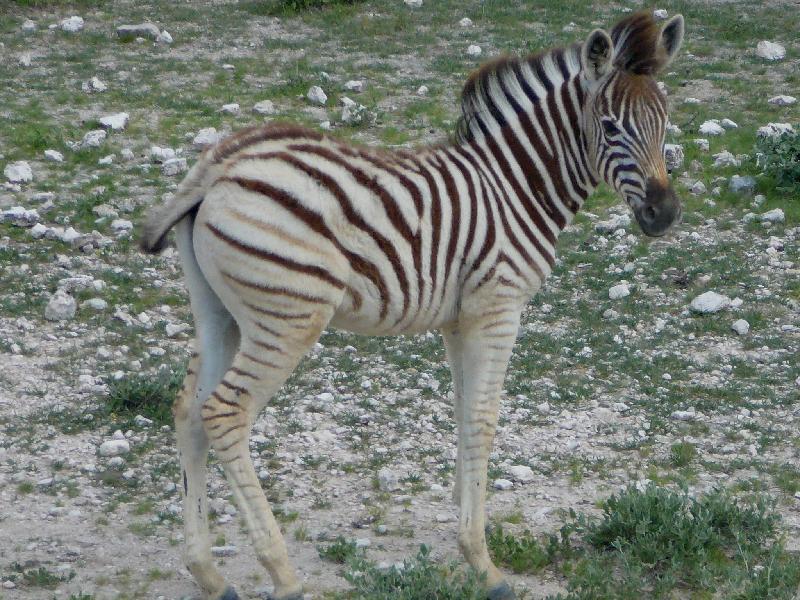 Little zebra