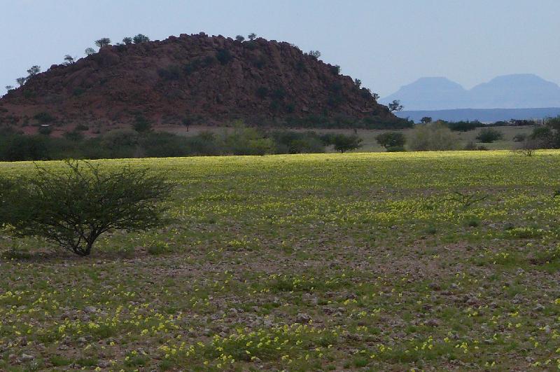 Namibian vegetation