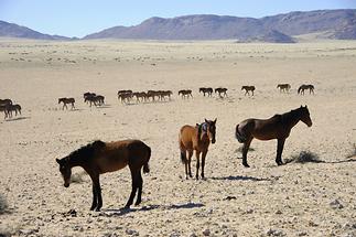 Desert Horses (2)