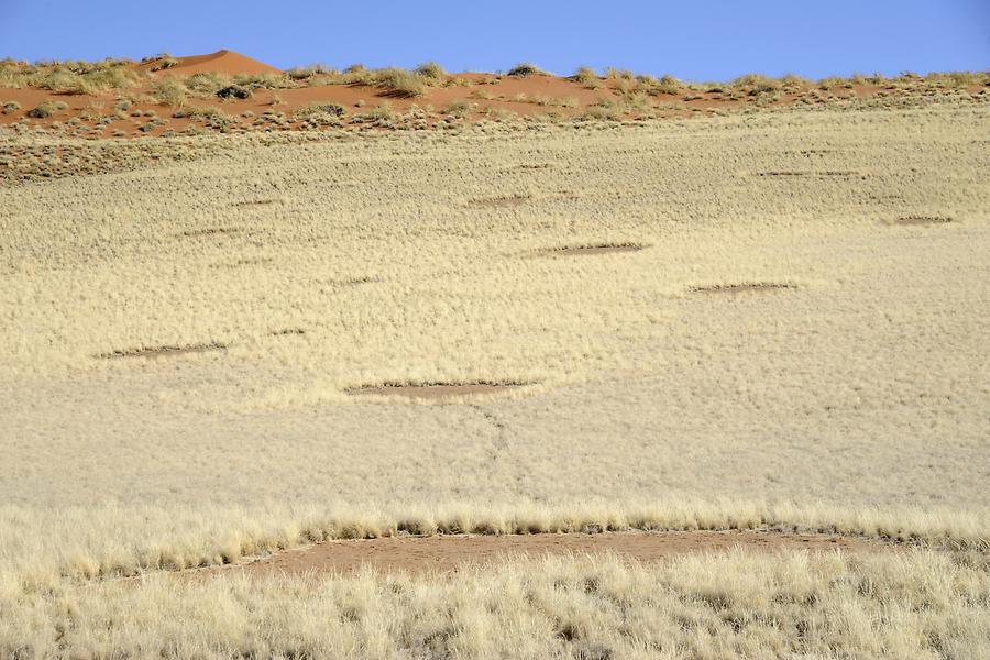 Fairy Circles in the Namib Desert