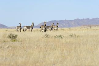 Namib-Naukluft National Park (2)