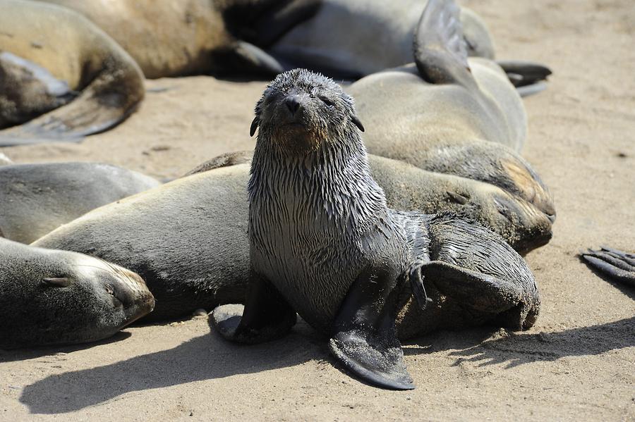 Seals at Cape Cross