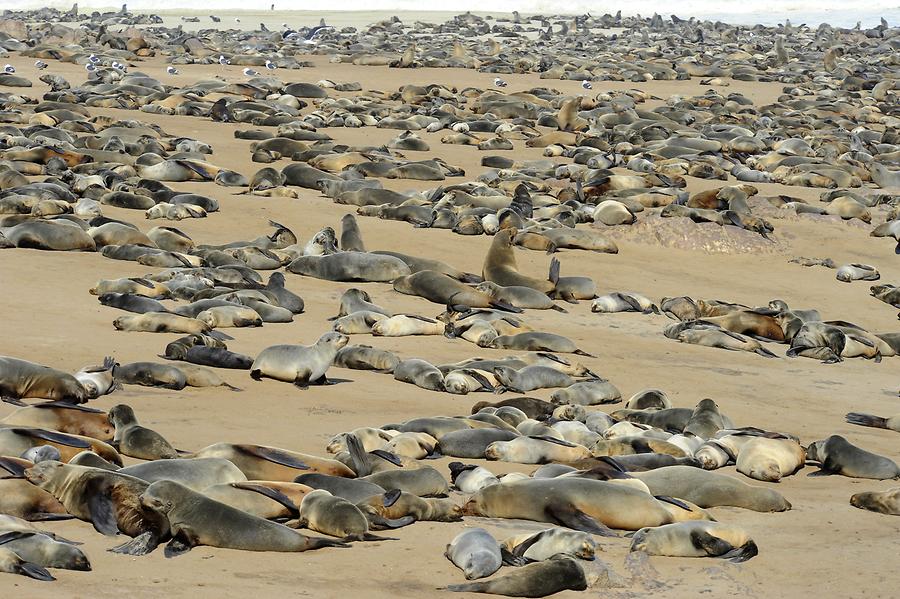 Seals at Cape Cross