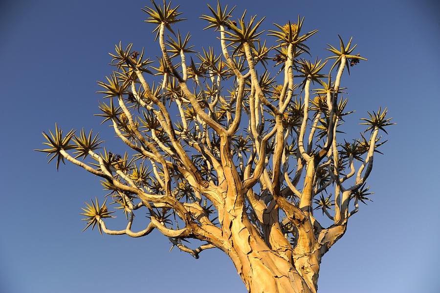 Aloidendron dichotomum, Quiver Tree