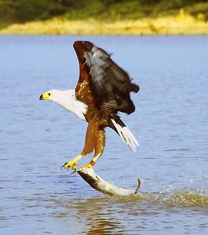 African fish eagle, Foto: source: Wikicommons unter CC 