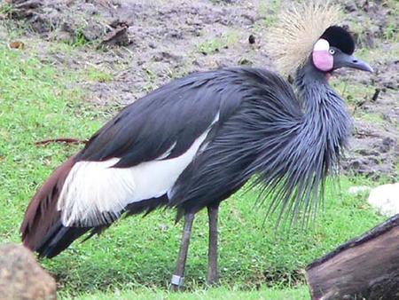 Black crowned crane, Foto: source: Wikicommons unter CC 
