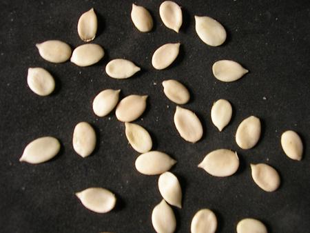 Egusi seeds without shell, Foto: source: Wikicommons unter CC 