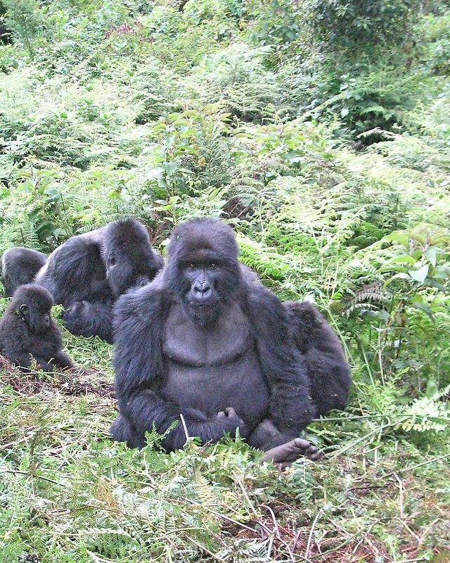 Mountain Gorillas