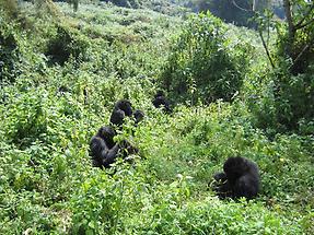Group of Mountain Gorillas