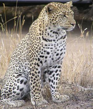 Leopard, Foto: source: Wikicommons unter CC 