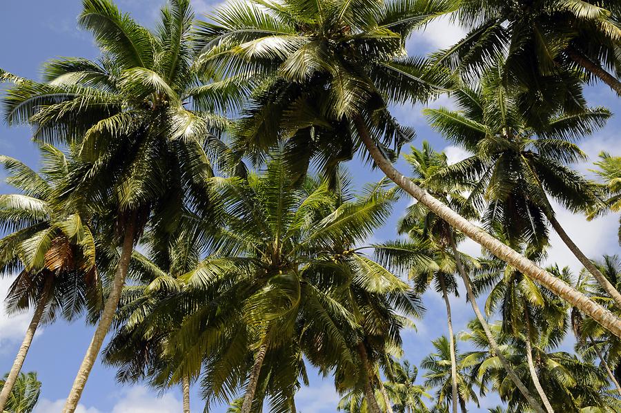 L'Union Estate - Coconut Palms