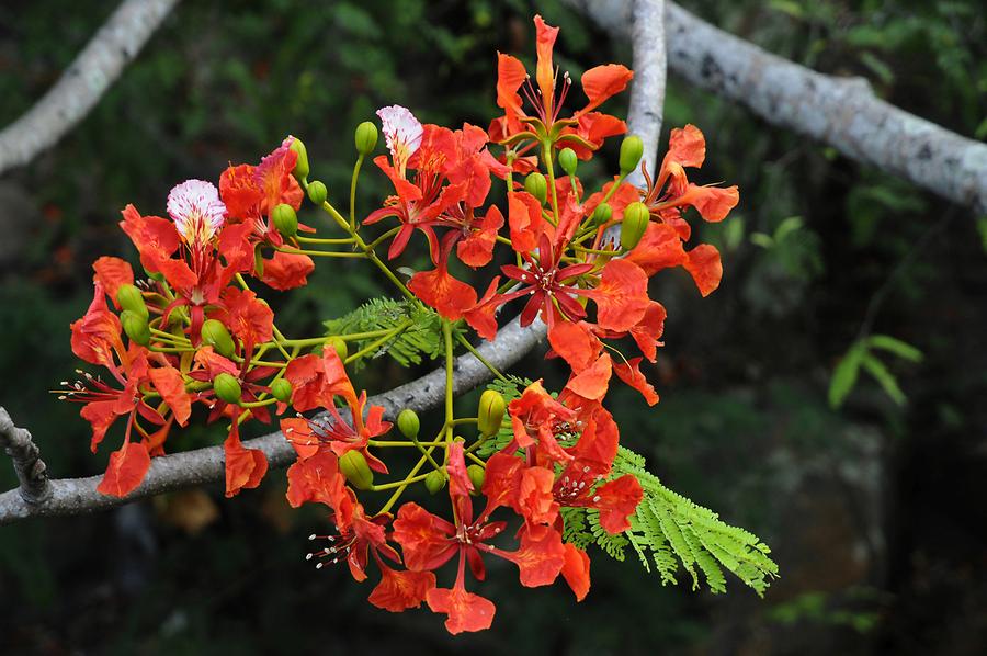 La Digue Veuve Reserve - Flower
