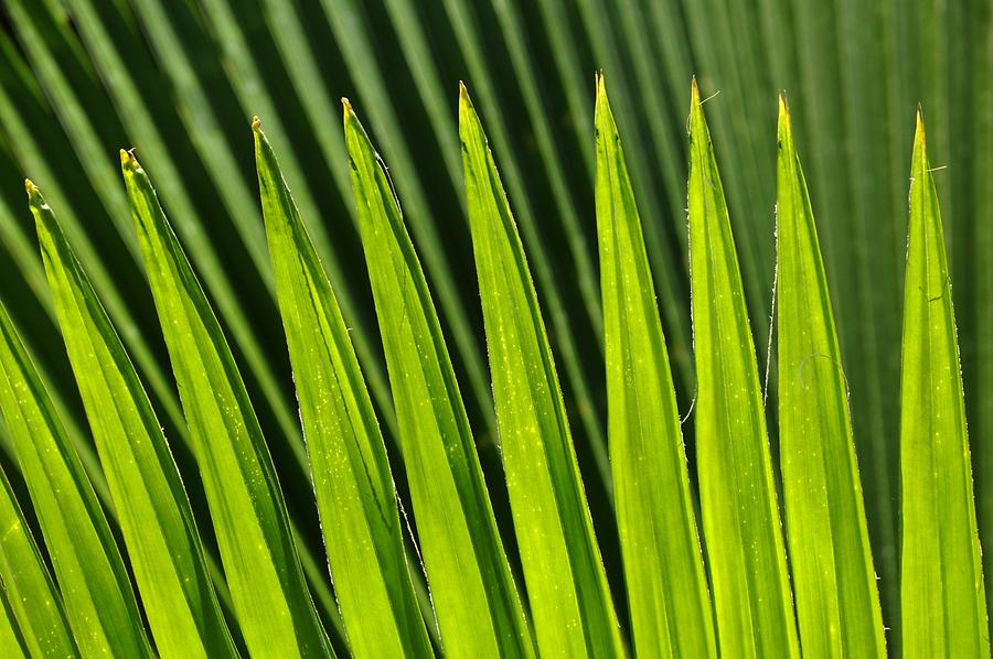 La Digue Veuve Reserve - Palm Leaf